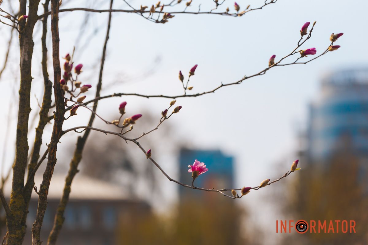 Весна в Днепре: в городе начинают расцветать почки магнолии 32