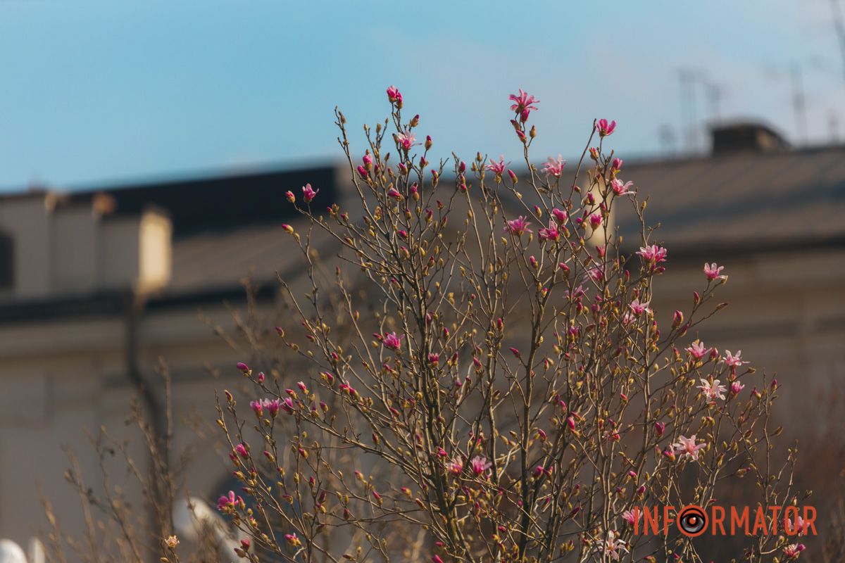 Весна в Днепре: в городе начинают расцветать почки магнолии 36