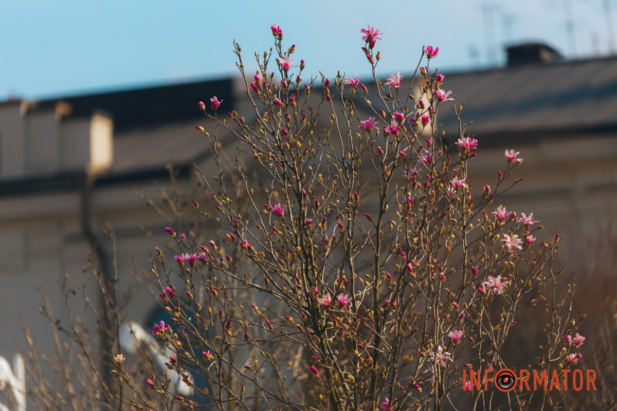 Весна в Днепре: в городе начинают расцветать почки магнолии 35