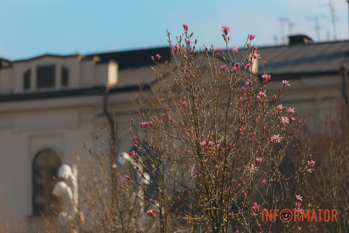 Весна в Днепре: в городе начинают расцветать почки магнолии 37