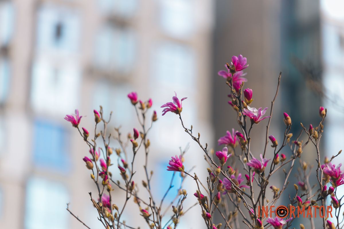 Весна в Днепре: в городе начинают расцветать почки магнолии 33