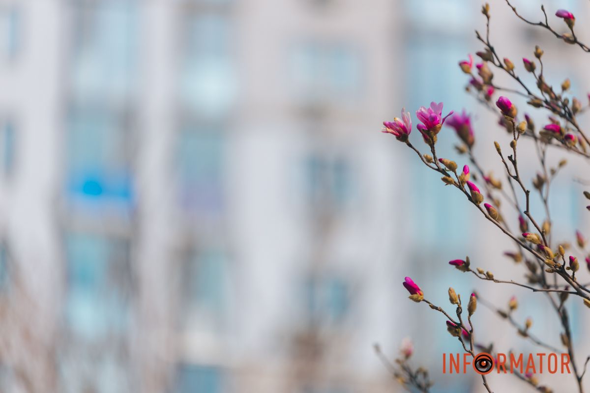 Весна в Днепре: в городе начинают расцветать почки магнолии 34