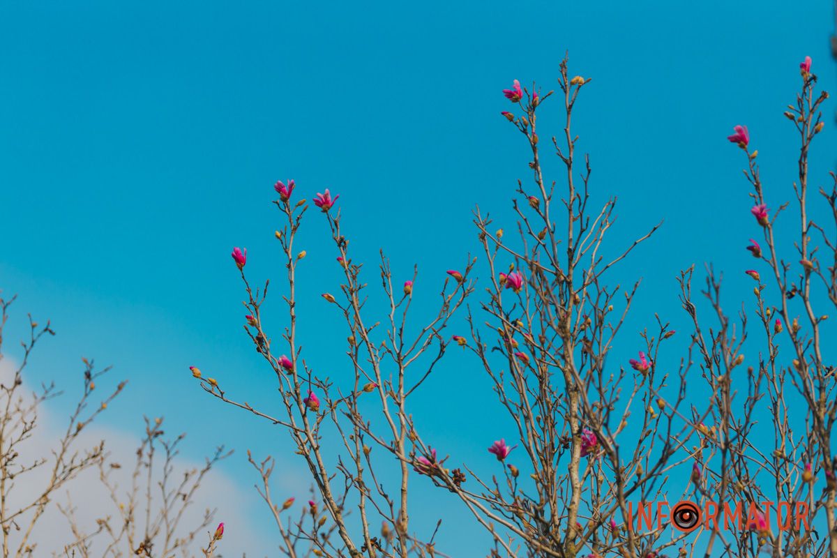 Весна в Днепре: в городе начинают расцветать почки магнолии 39