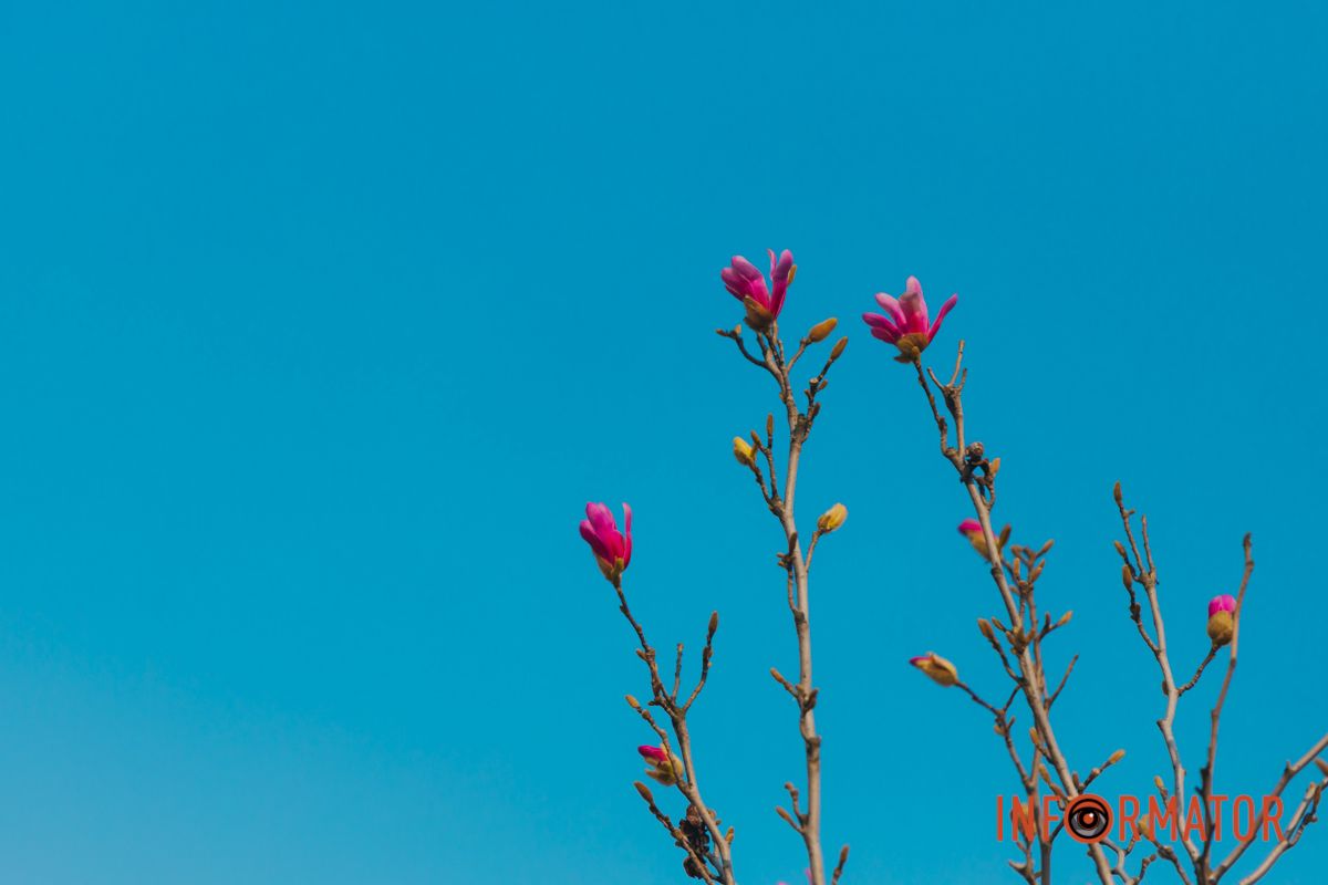 Весна в Днепре: в городе начинают расцветать почки магнолии 38