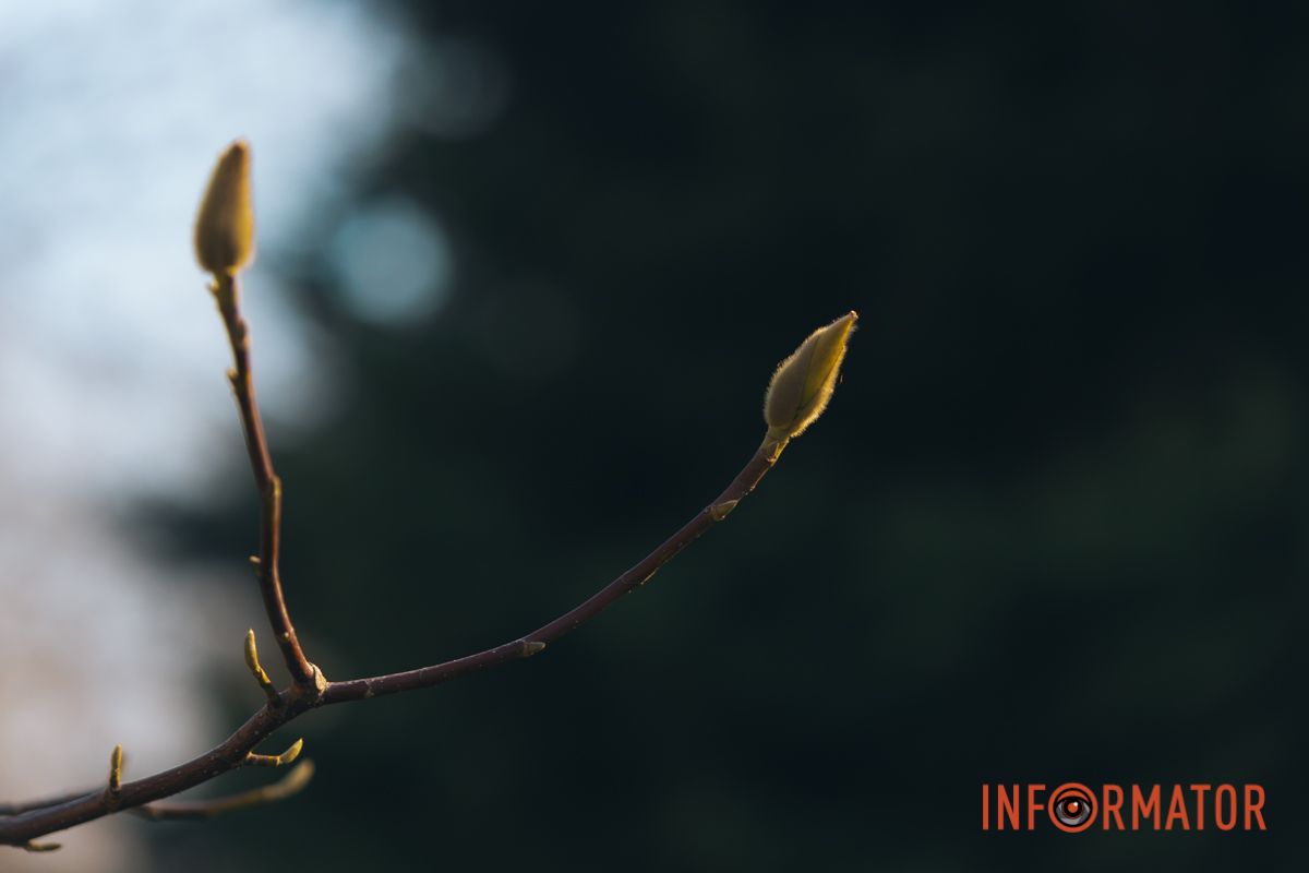 Весна в Днепре: в городе начинают расцветать почки магнолии 41