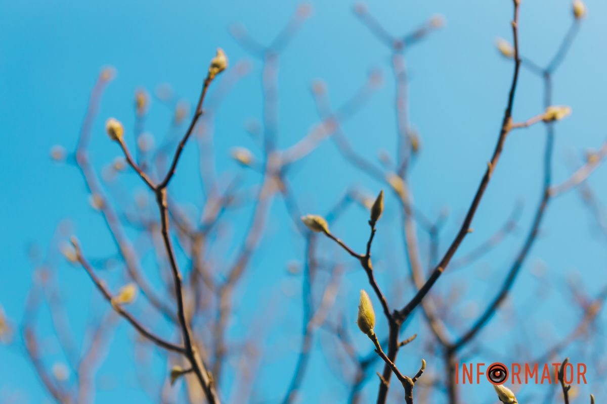 Весна в Днепре: в городе начинают расцветать почки магнолии 42