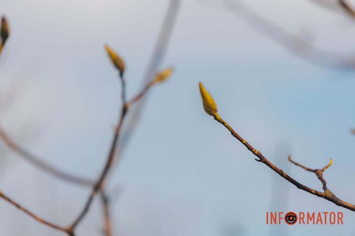 Весна в Днепре: в городе начинают расцветать почки магнолии 40