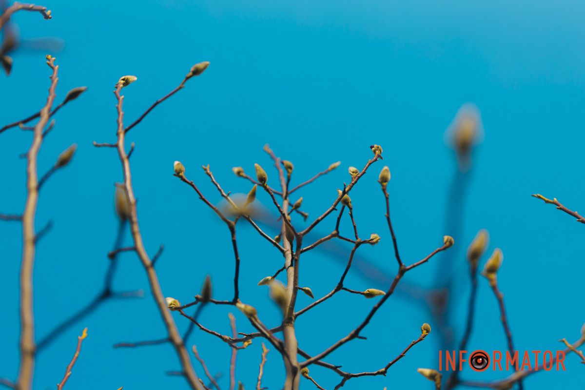 Весна в Днепре: в городе начинают расцветать почки магнолии 48