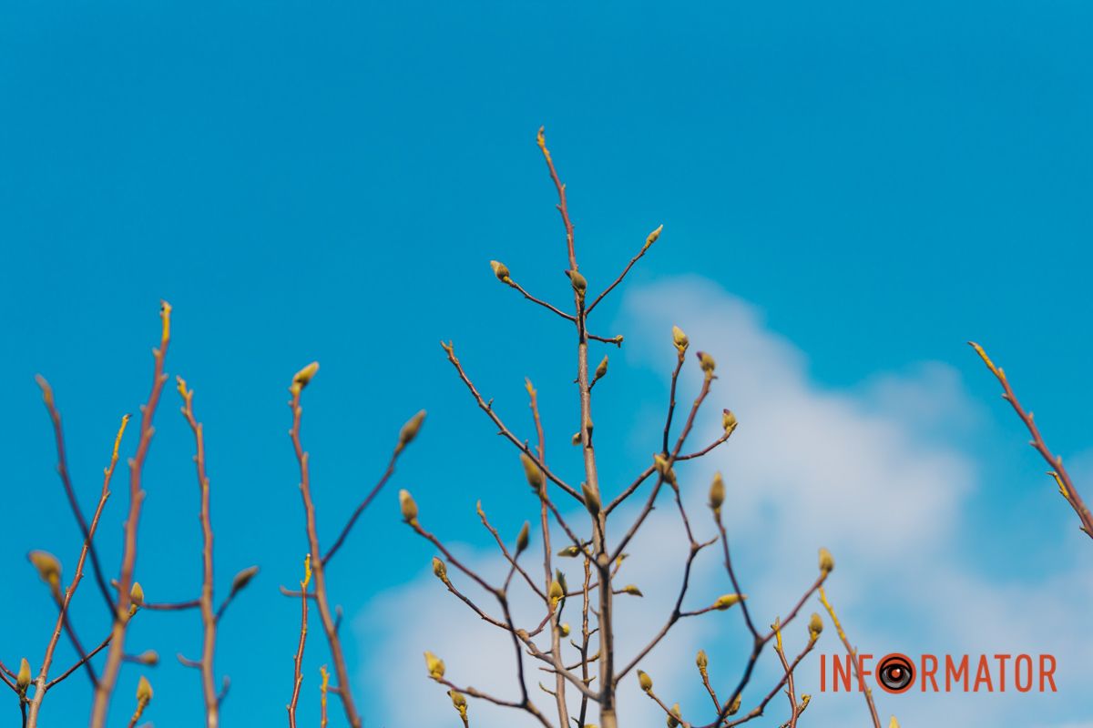 Весна в Днепре: в городе начинают расцветать почки магнолии 46