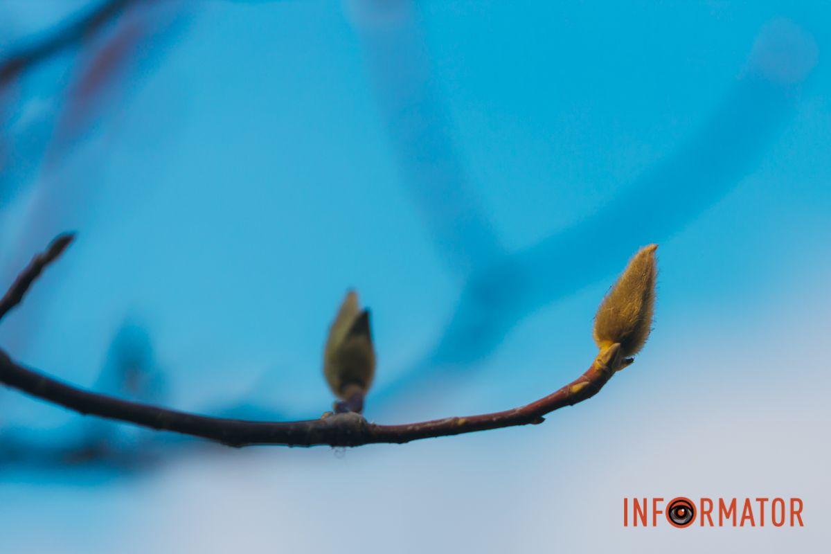 Весна в Днепре: в городе начинают расцветать почки магнолии 45
