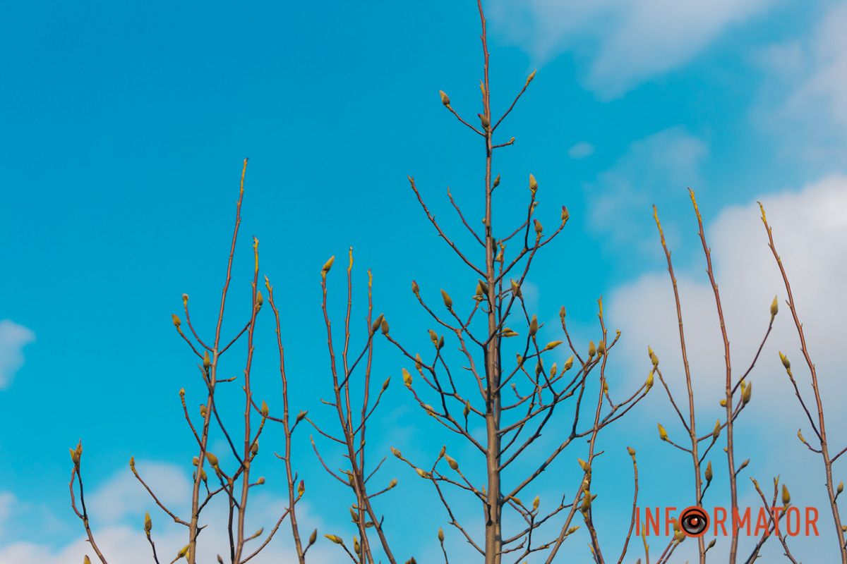 Весна в Днепре: в городе начинают расцветать почки магнолии 43