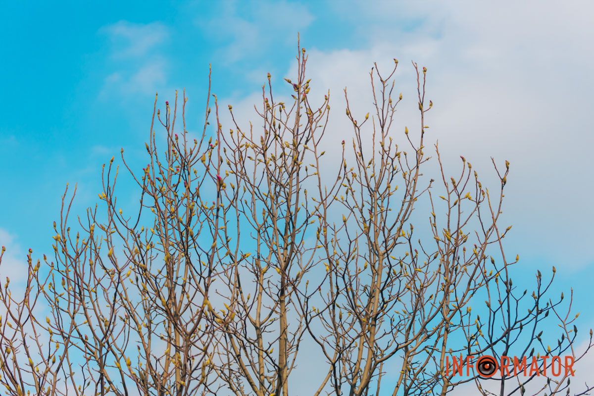 Весна в Днепре: в городе начинают расцветать почки магнолии 47