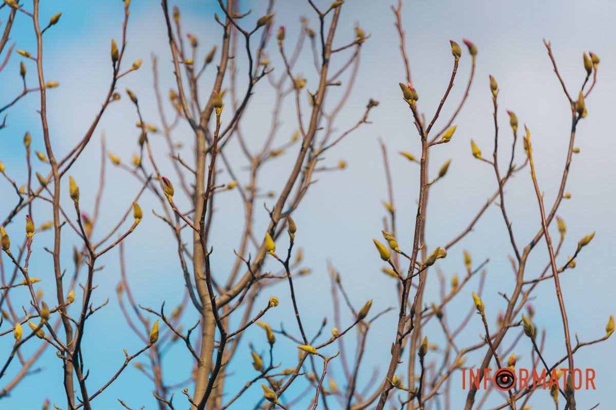 Весна в Днепре: в городе начинают расцветать почки магнолии 44