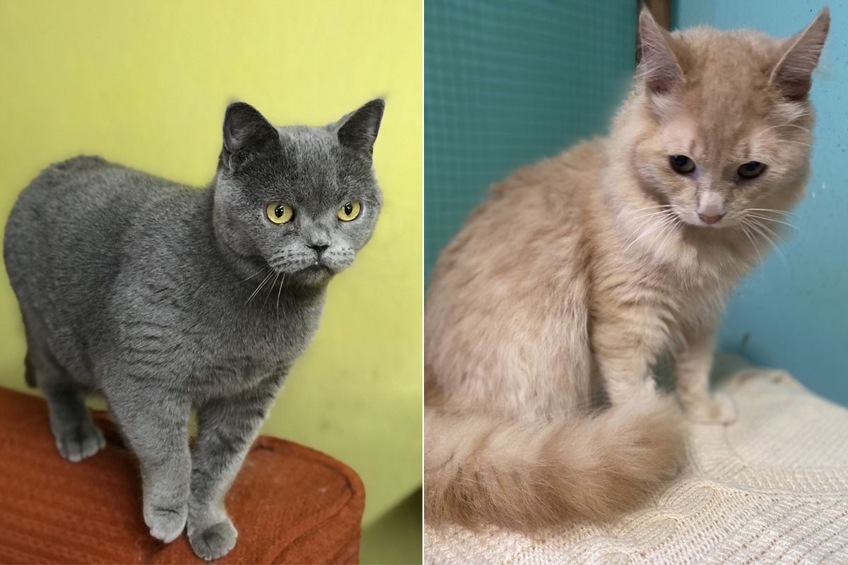 Хвостикам нужны любящие хозяева