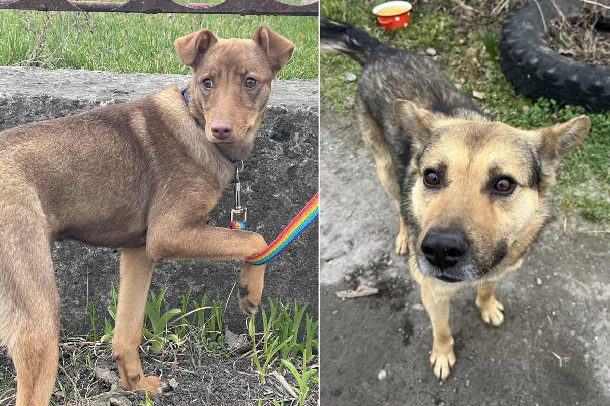 Миниубежище "Лучик надежды"