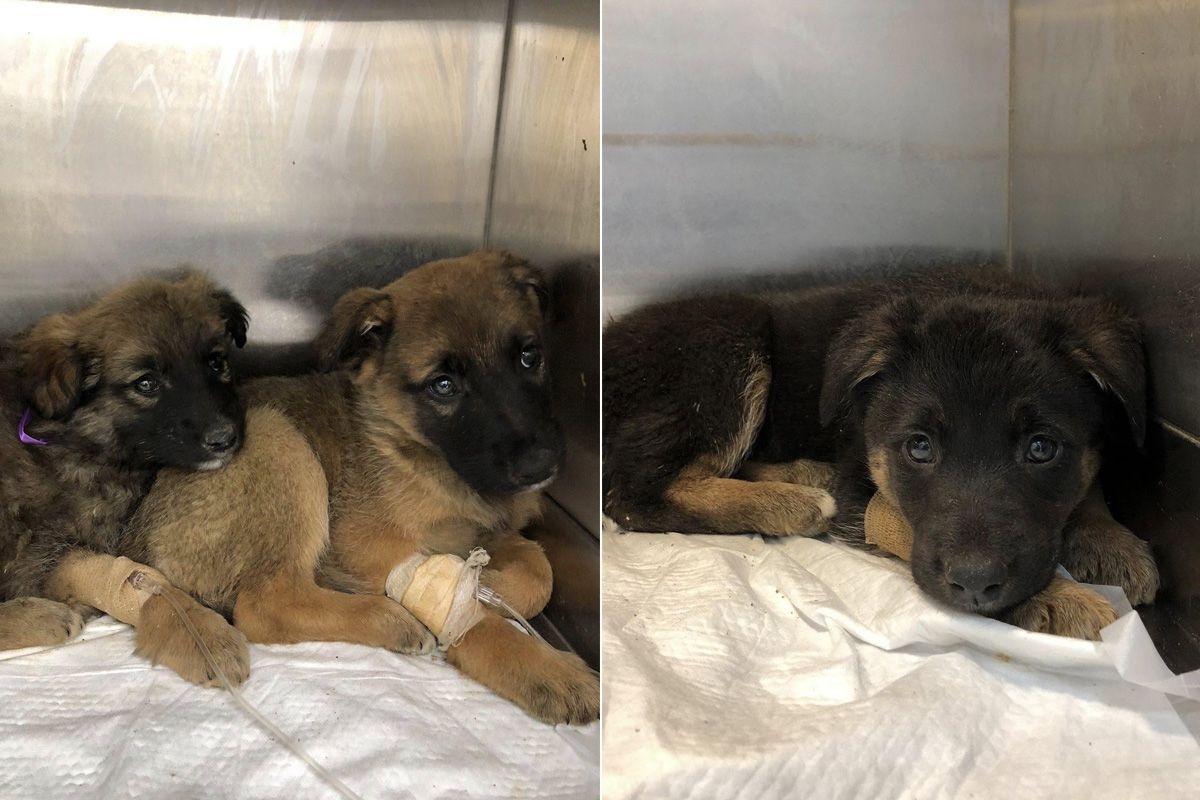 Возможно, эти собачки ждут именно вас