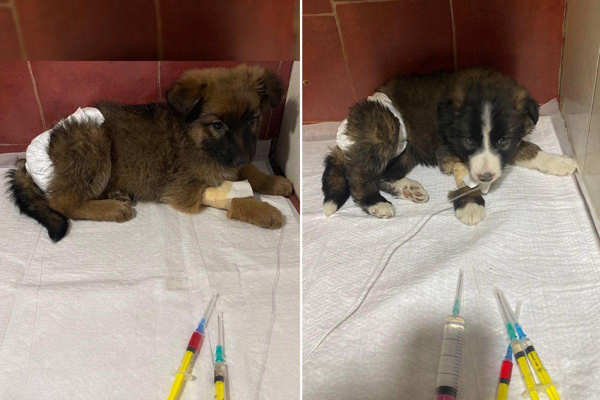 Щенки в больнице