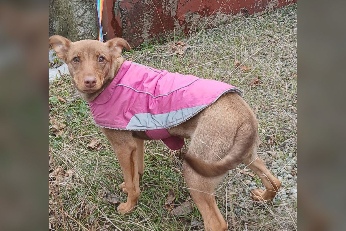 Застенчивая собачка