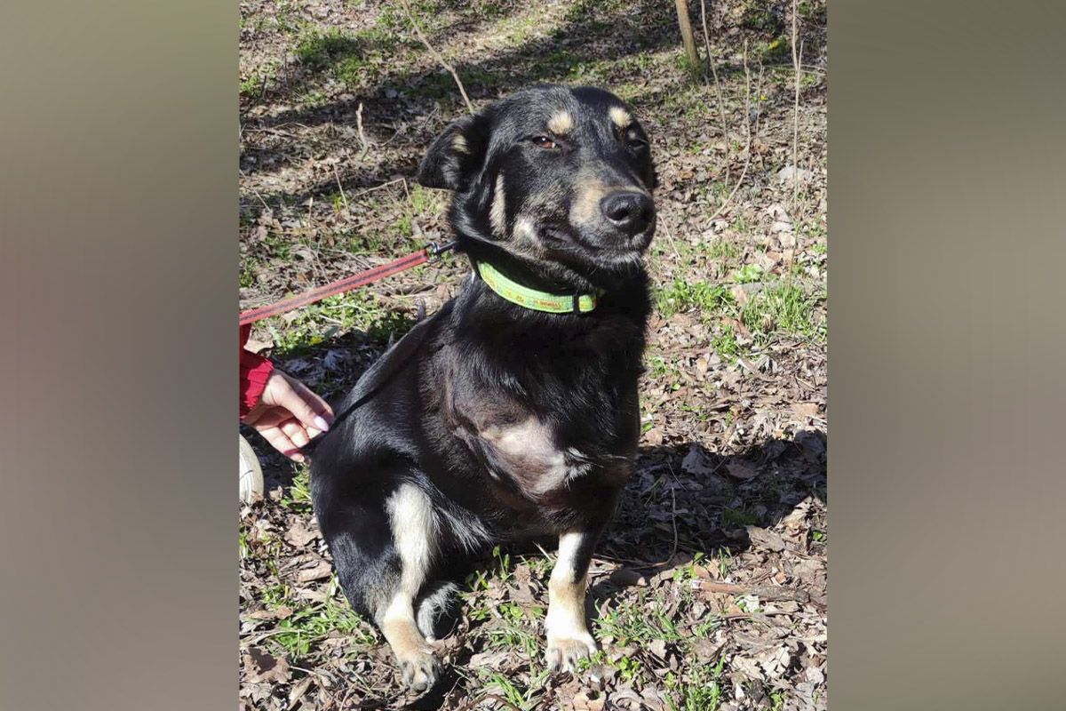 Пес Вовчик Пес Вовчик