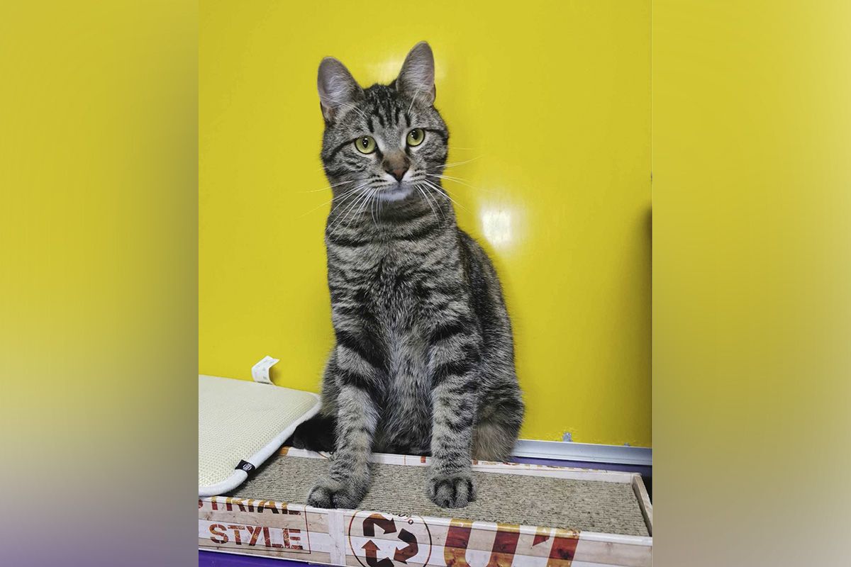 Кот Базилик Кот Базилик