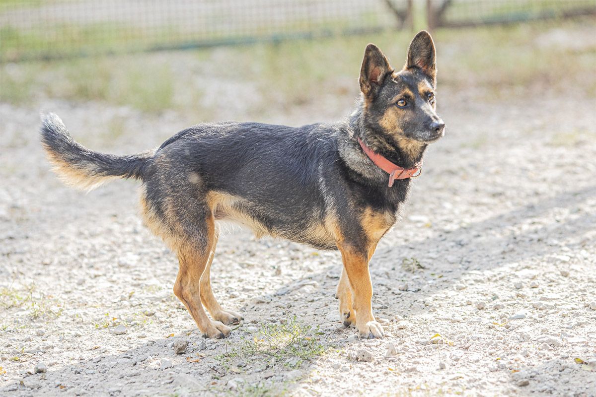 Собака Дина Собака Дина