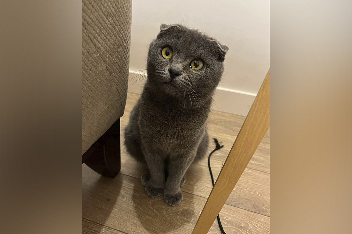 Котенок шотландской вислоухой Котенок шотландской вислоухой