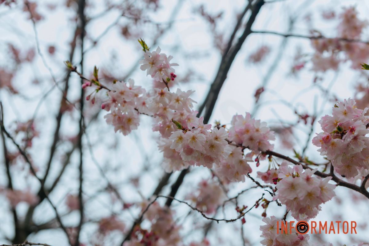 Поринь у весняну магію: у Дніпрі почали квітнути сакури 3