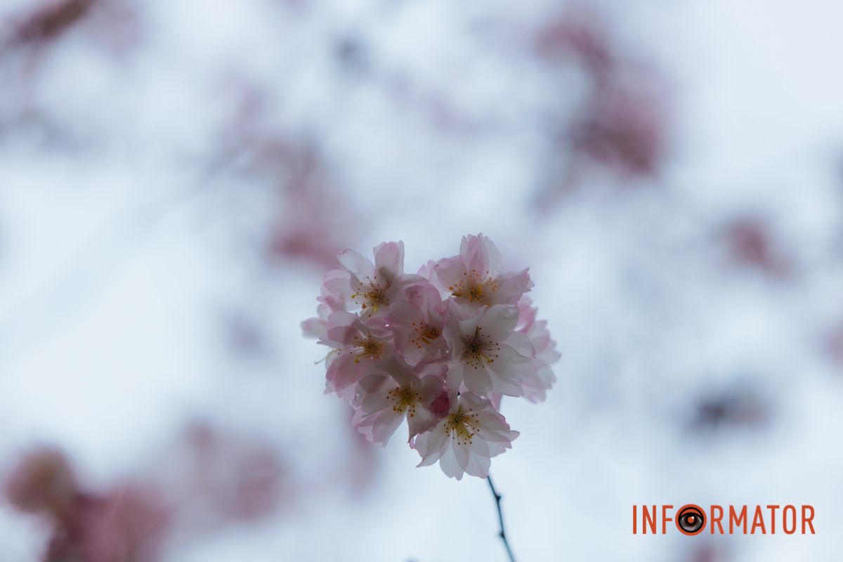 Поринь у весняну магію: у Дніпрі почали квітнути сакури 2