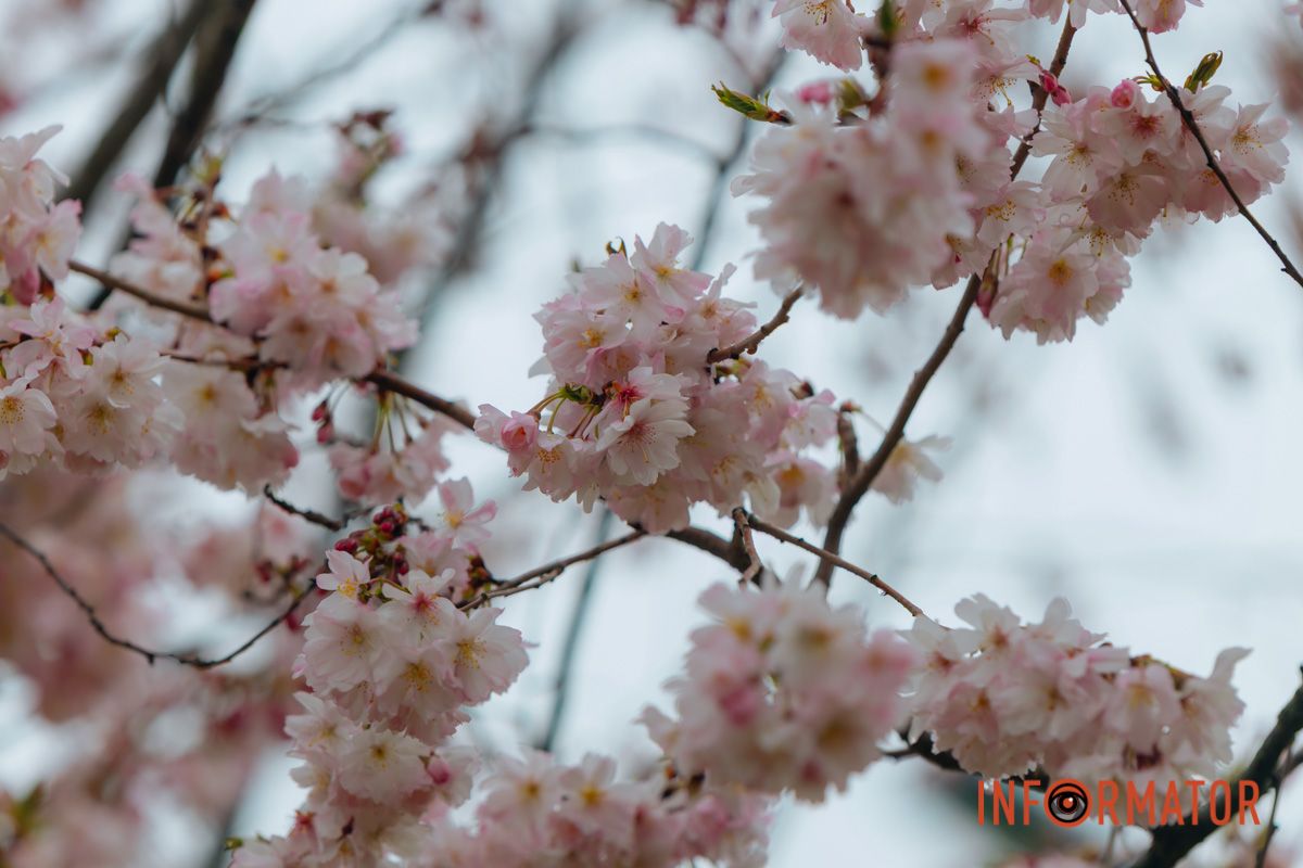 Поринь у весняну магію: у Дніпрі почали квітнути сакури 1