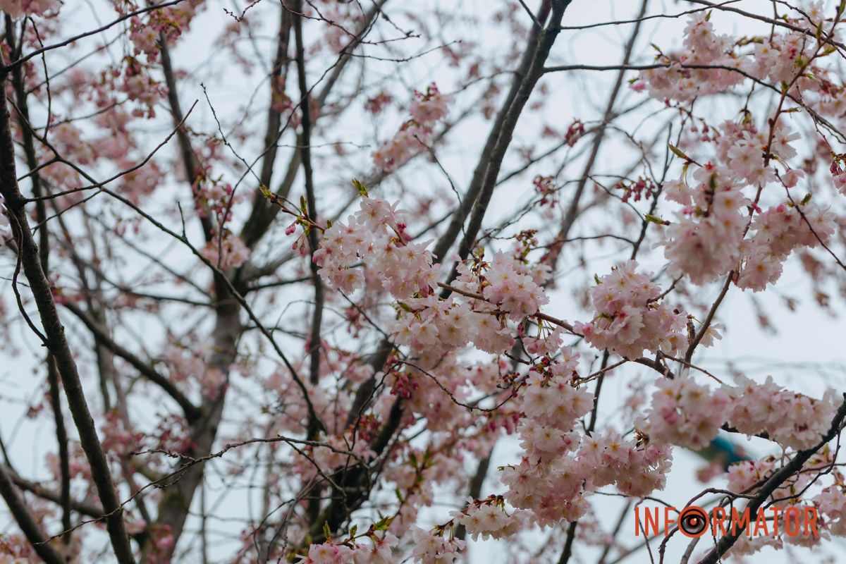 Поринь у весняну магію: у Дніпрі почали квітнути сакури 4