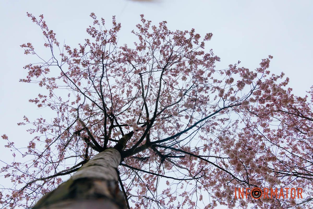 Поринь у весняну магію: у Дніпрі почали квітнути сакури 9