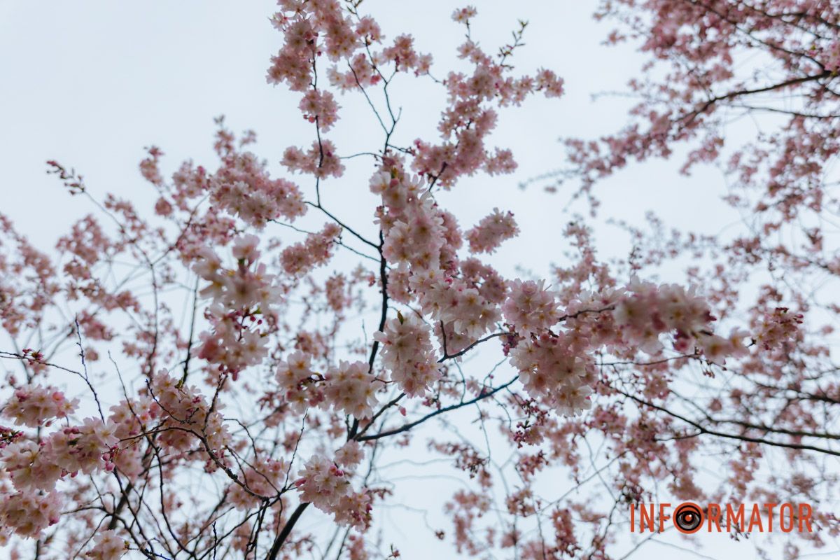 Поринь у весняну магію: у Дніпрі почали квітнути сакури 8