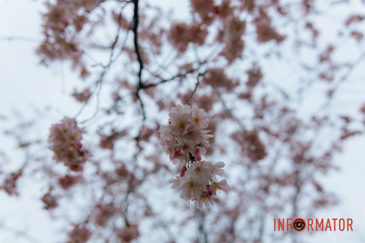 Поринь у весняну магію: у Дніпрі почали квітнути сакури 11