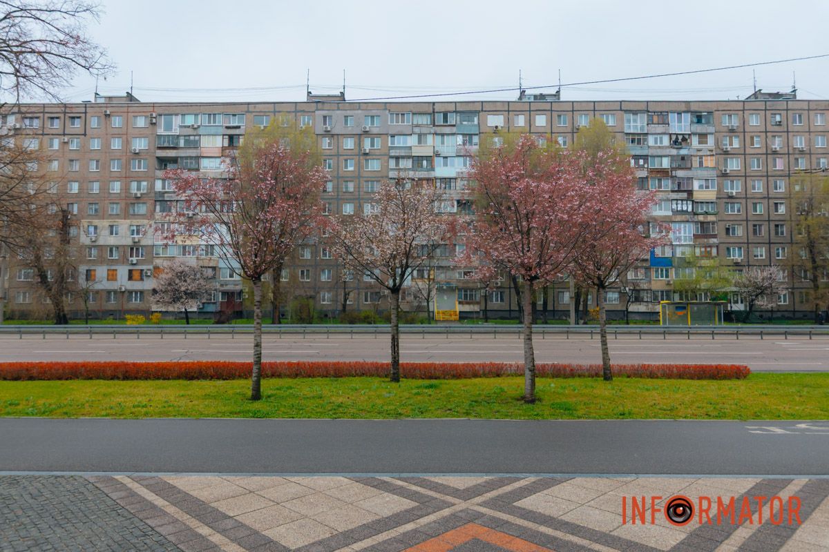 Поринь у весняну магію: у Дніпрі почали квітнути сакури 5