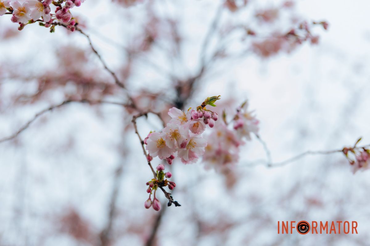 Поринь у весняну магію: у Дніпрі почали квітнути сакури 14