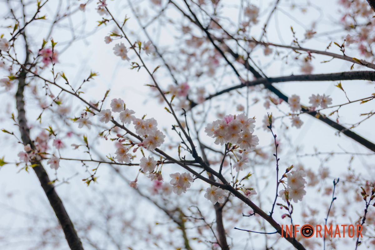Поринь у весняну магію: у Дніпрі почали квітнути сакури 17