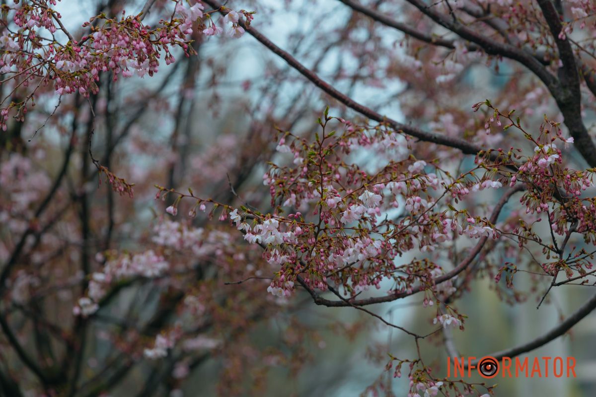 Поринь у весняну магію: у Дніпрі почали квітнути сакури 6