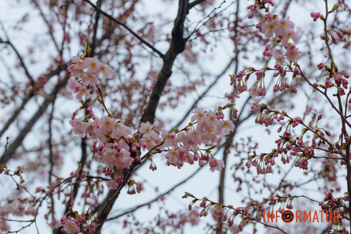 Поринь у весняну магію: у Дніпрі почали квітнути сакури 10