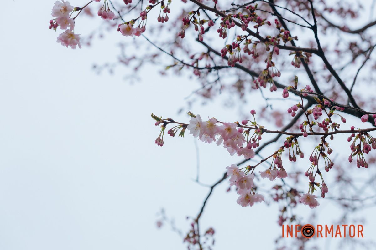 Поринь у весняну магію: у Дніпрі почали квітнути сакури 12
