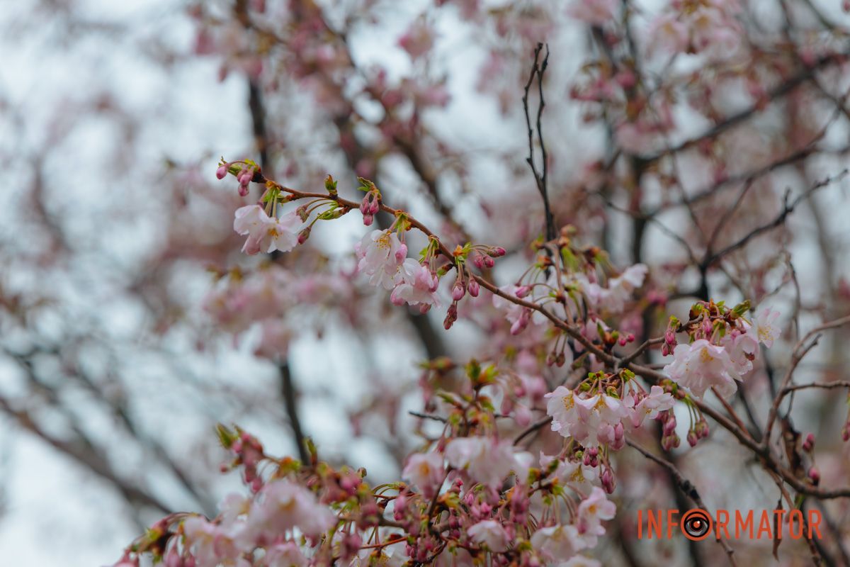 Поринь у весняну магію: у Дніпрі почали квітнути сакури 13