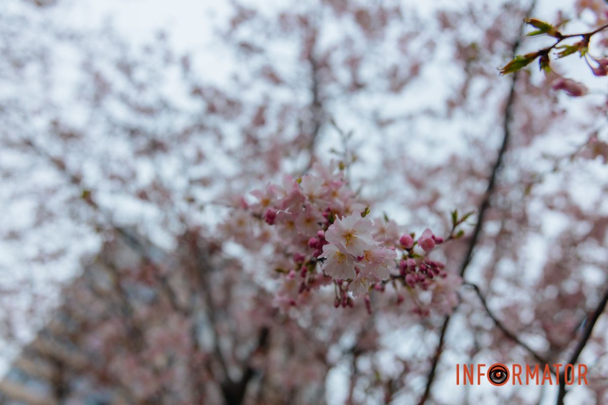 Поринь у весняну магію: у Дніпрі почали квітнути сакури 19