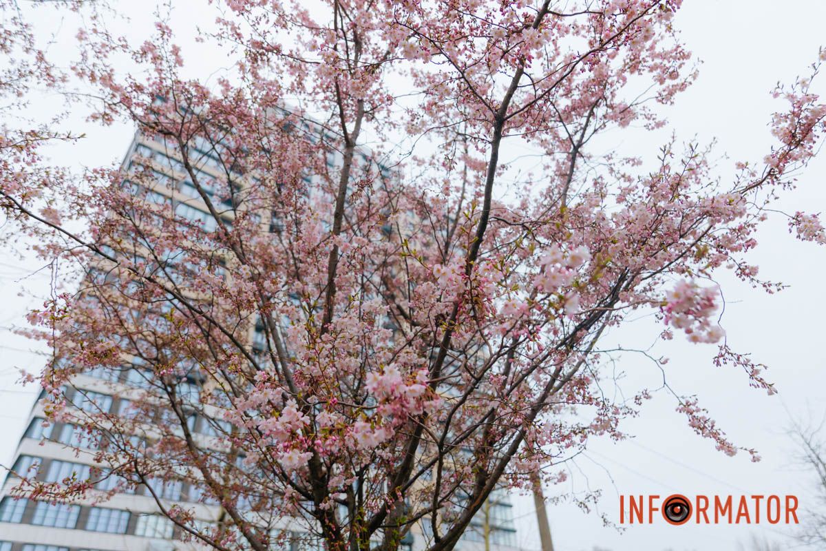 Поринь у весняну магію: у Дніпрі почали квітнути сакури 7