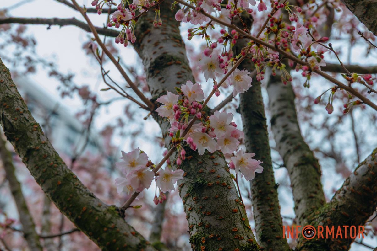 Поринь у весняну магію: у Дніпрі почали квітнути сакури 15