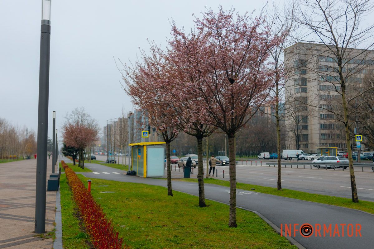 Поринь у весняну магію: у Дніпрі почали квітнути сакури 18