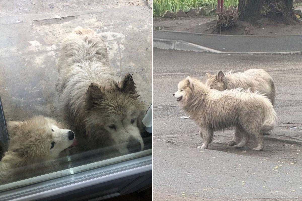 Если вы видели пушистиков – сообщите об этом владельцам