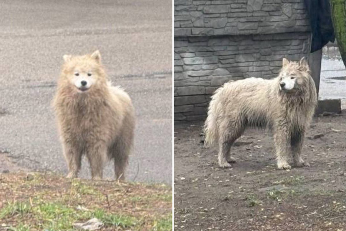Двух собачек ищут в Днепре