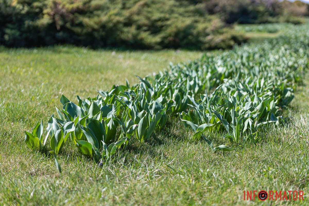 Сакури, тюльпани та магнолії: де у Дніпрі розпустилися квіти та дерева 2