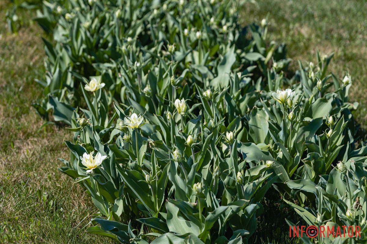 Сакури, тюльпани та магнолії: де у Дніпрі розпустилися квіти та дерева 4