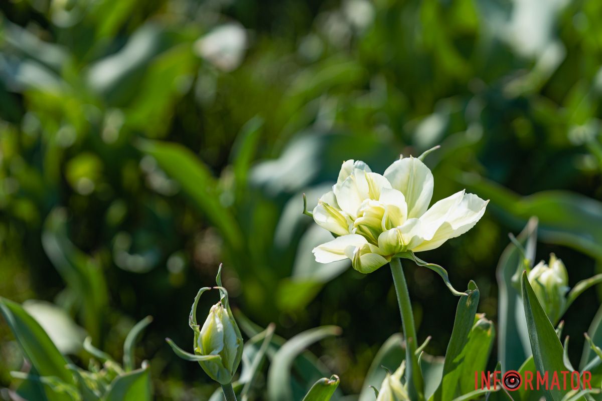 Сакури, тюльпани та магнолії: де у Дніпрі розпустилися квіти та дерева 3