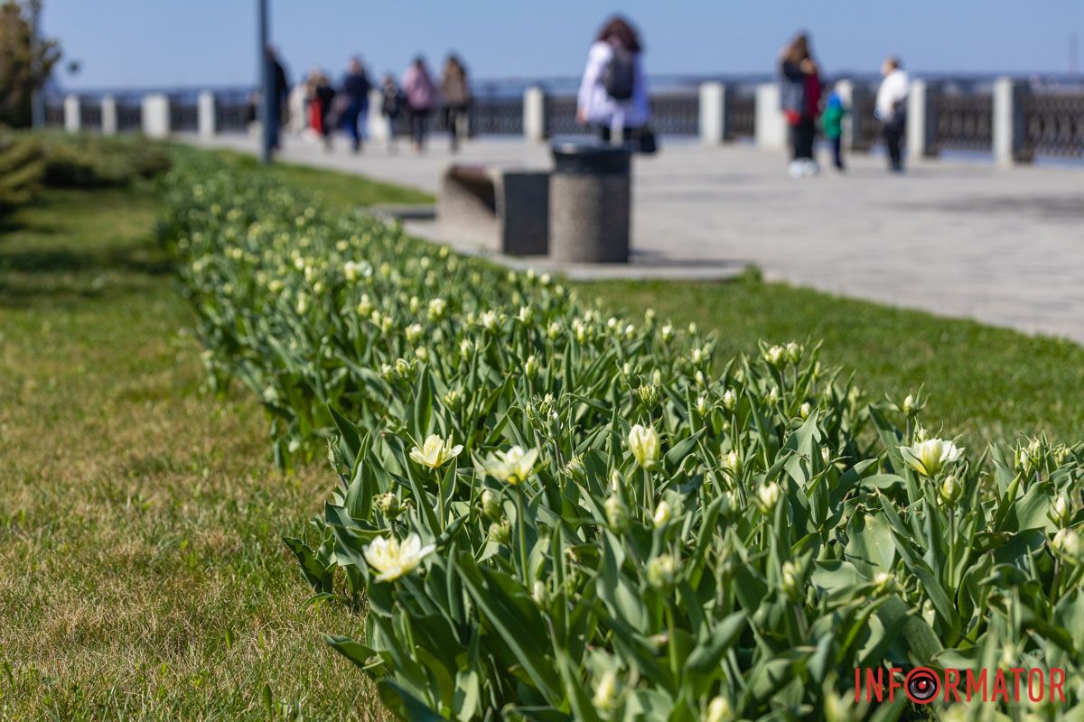 Сакури, тюльпани та магнолії: де у Дніпрі розпустилися квіти та дерева 5